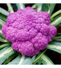 Cauliflower Purple 10 grams